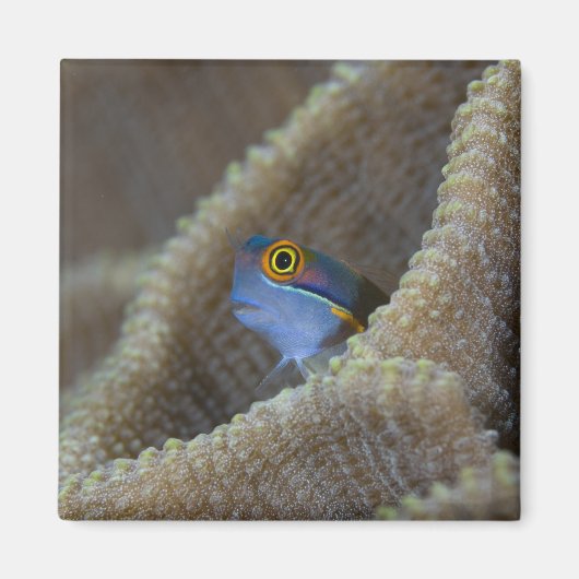 ギンポ科の魚が頭を出している マグネット (正面)