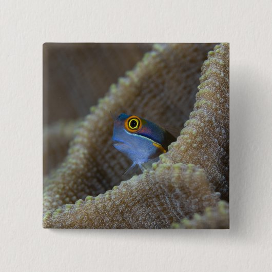 ギンポ科の魚(Blenniidae)が頭を出している 缶バッジ (正面)