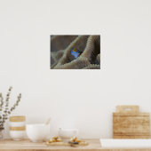 ギンポ科(Blenniidae)のギンポが頭を出している ポスター (キッチン)