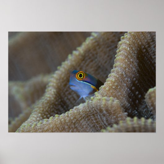 ギンポ科(Blenniidae)のギンポが頭を出している ポスター (正面)