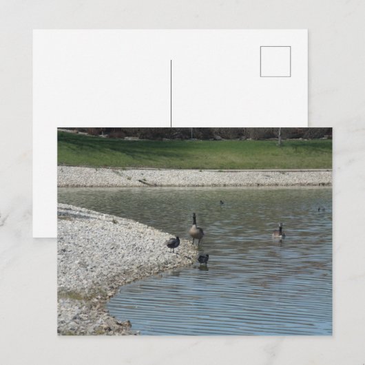 ギーゼ ポストカード (正面/裏面)