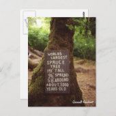 クィノーレインフォレスト ポストカード (正面/裏面)