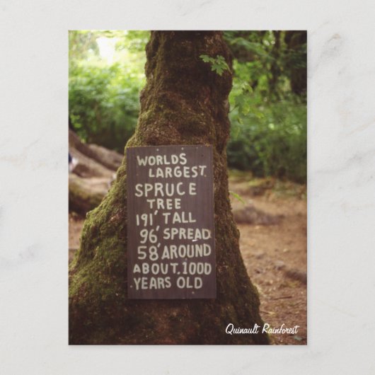 クィノーレインフォレスト ポストカード (正面)