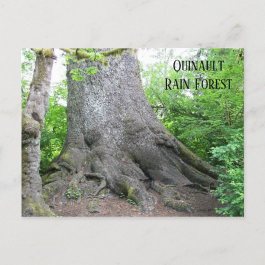 クィノー熱帯雨林旅行写真 ポストカード (正面)