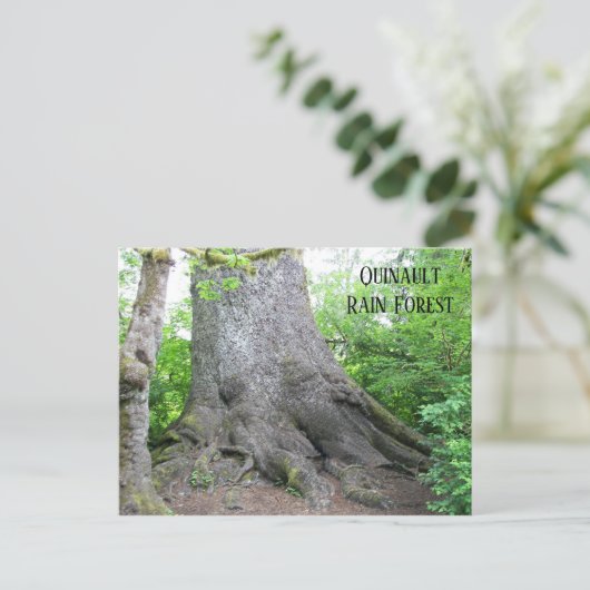 クィノー熱帯雨林旅行写真 ポストカード (スタンド正面)