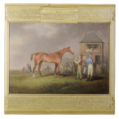 「クイズ」のポートレート、主のRous特性、後方に タイル (正面)