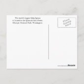 クイノール雨林 旅行写真 ポストカード (裏面)