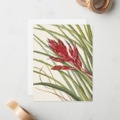 クイルリーフティランジアバイマリーブヴォーウォルコット ノートカード (正面/裏面インサイチュ)