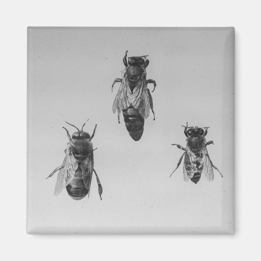 クインドローンワーカービー保の類人猿症 マグネット (正面)