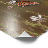 クイーンとミルクウィード フォトプリント            (角)