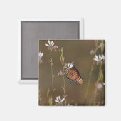 クイーンとミルクウィード マグネット (正面/裏面)