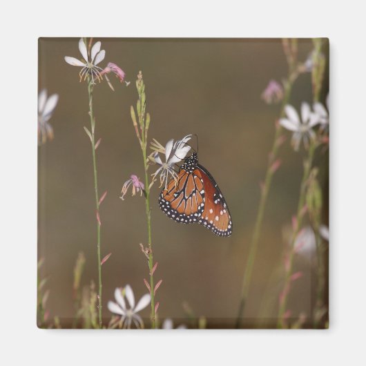 クイーンとミルクウィード マグネット (正面)