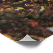 クイーンアンジェフィッシュオンザリーフ ポスター (角)