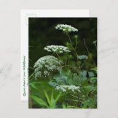 クイーンアンズラチェワイルドフラワー – ダウカスカロタ インビテーションポストカード (正面/裏面)