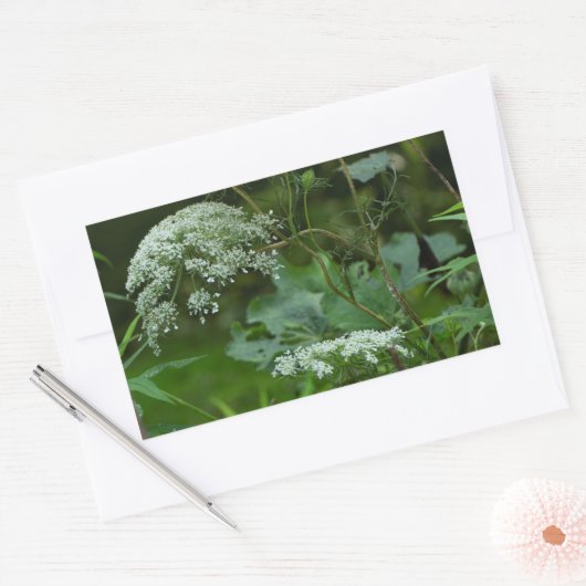 クイーンアンズラチェワイルドフラワー – ダウカスカロタ 長方形シール (封筒)