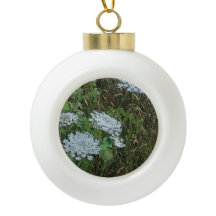 クイーンアンズレースホワイトワイルドフラワー