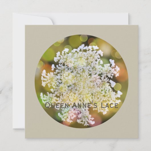 クイーンアンズレースワイルドフローラオンコーラルリーフ シーズンカード (正面)