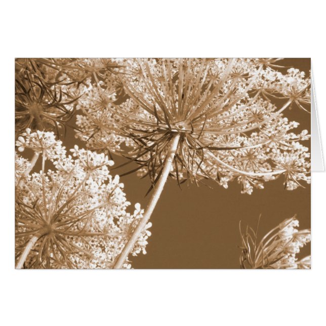 クイーンアンズレース (正面横)