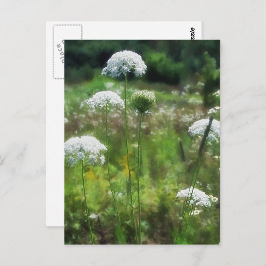 クイーンアンズレース2フローラ ポストカード (正面/裏面)