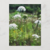 クイーンアンズレース2フローラ ポストカード (正面)