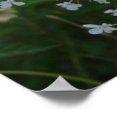 クイーンアンズレース ポスター (角)