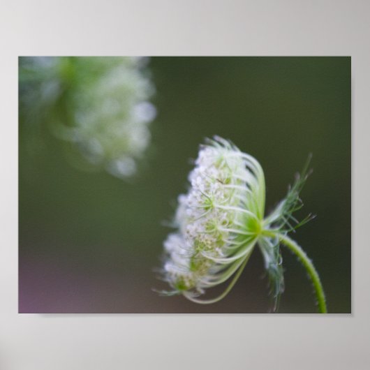 クイーンアンズレース ポスター (正面)