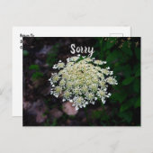 クイーンアンズレース ポストカード (正面/裏面)