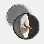 クイーンカーペンターアリ～マグネット マグネット (正面/裏面)