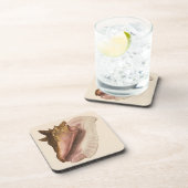 クイーンコンキ貝殻 シェル、ヴィンテージ海洋生物 コースター (右側)