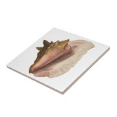 クイーンコンチシェルシーシェル、ヴィンテージマリンライフ タイル (側面)