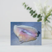 クイーンコンチ（ストロンバスギガス）シェル ポストカード (スタンド正面)