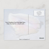 クイーンコンチ（ストロンバスギガス）シェル ポストカード (裏面)