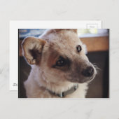 クイーンズランドHeeler子犬Ringo ポストカード (正面/裏面)