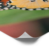 クイーンバタフライポスタープリント ポスター (角)