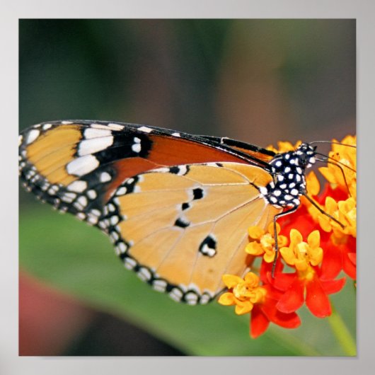 クイーンバタフライポスタープリント ポスター (正面)