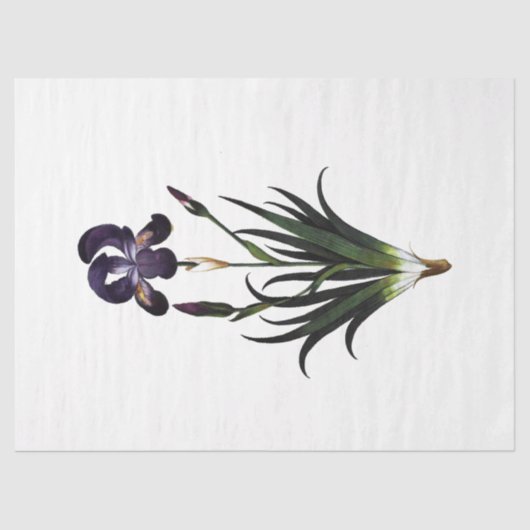 クイーンビーシリーズデザイン62 薄葉紙 (正面)