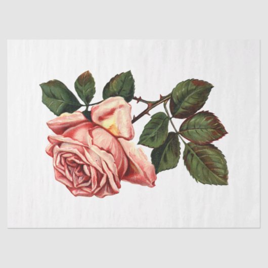 クイーンビーシリーズデザイン63 薄葉紙 (正面)