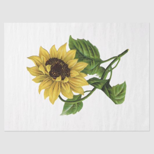 クイーンビーシリーズデザイン66 薄葉紙 (正面)