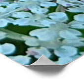 クイーン・アンネのレースの花 ポスター (角)