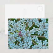 クイーン・アンネのレースの花 ポストカード (正面/裏面)