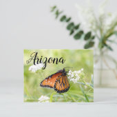 クイーン・バタフライ・サンニング・オン・ミルクウィード（アリゾナ） ポストカード (スタンド正面)