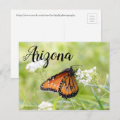 クイーン・バタフライ・サンニング・オン・ミルクウィード（アリゾナ） ポストカード (正面/裏面)