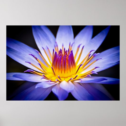 クウェガーデンズ《植物》スイレン，ロンドン ポスター (正面)