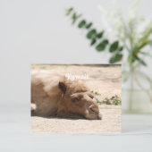 クウェートカメル ポストカード (スタンド正面)