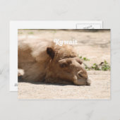 クウェートカメル ポストカード (正面/裏面)