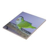 クェーカーパロット タイル (側面)