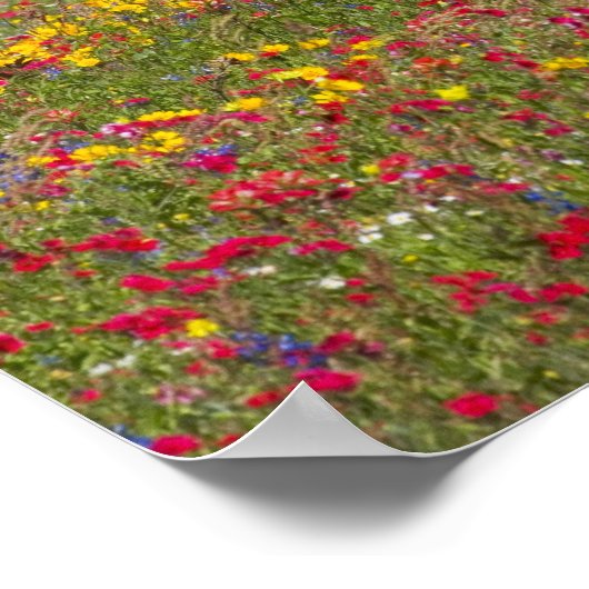 クエロ近郊の野草のフィールドで4分の1馬 ポスター (角)