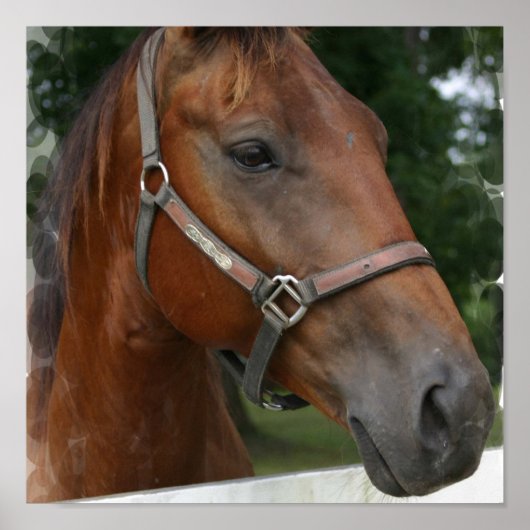 クォーターホースポスタープリント ポスター (正面)