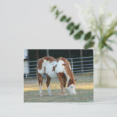 クォーターホース3 ポストカード (スタンド正面)