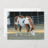 クォーターホース3 ポストカード (正面/裏面)